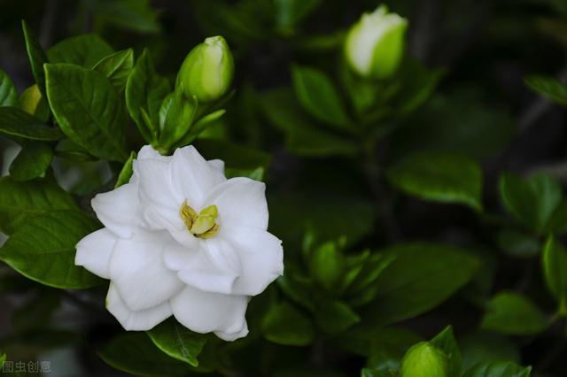 适合在室内的植物,室内可以养哪些大型的盆栽绿植？