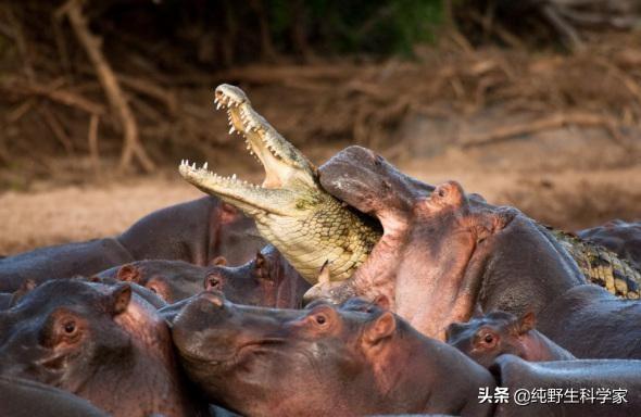 鳄鱼最怕的五种动物,在大自然环境中，鳄鱼有天敌吗？