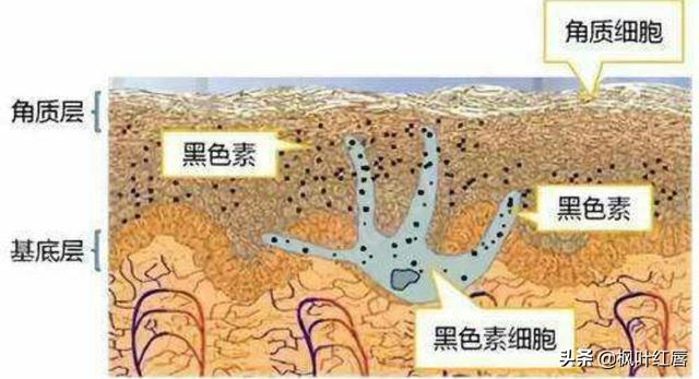 bb霜和素颜霜的区别,17岁适合用素颜霜还是bb霜？