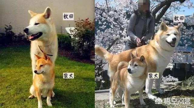 八格牙路什么意思,秋田犬和柴犬有什么区别？