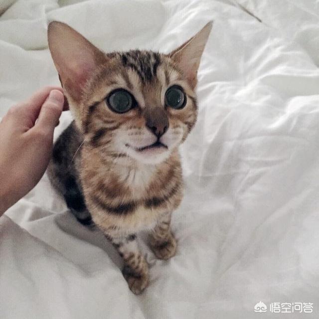 猫的品种图,养猫养什么品种好？为什么？