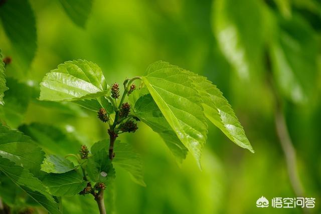 霜后桑叶茶的功效,长期喝桑叶茶对身体有哪些好处？