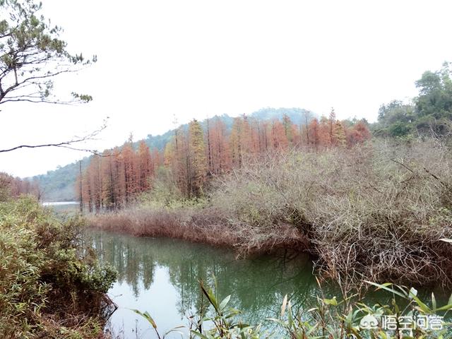 中山旅游,广东中山一日游，可以去哪里？