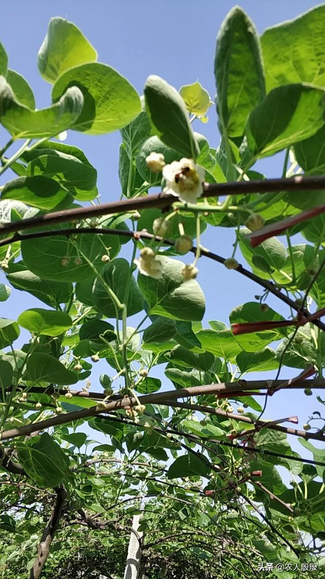 什么香精最吸引蜜蜂,家里有什么东西会招来蜜蜂？