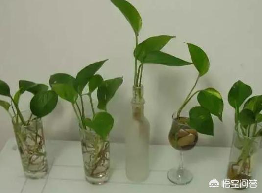 移植完以后需要注意些什么,冻胚移植后应该如何调养？