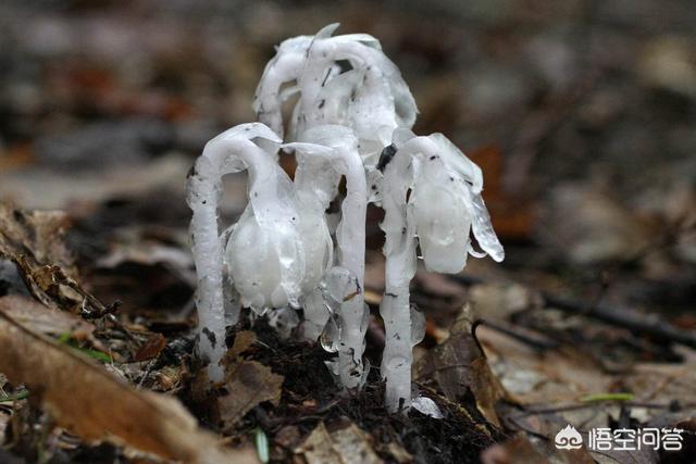 苦情花,“冥界四花”是哪四种花？