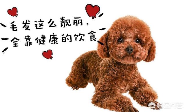 这分钟更爱你,泰迪犬爱你会有哪些表现？