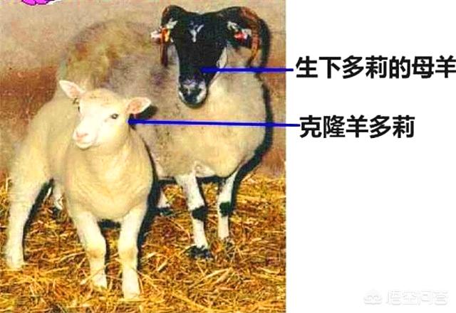 莉犬,克隆成功的“多莉”是怎么死的？