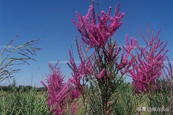 灿烂的红柳花,红柳害虫有几种方法防治？