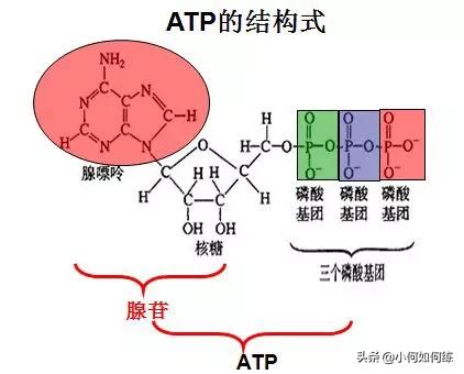 杀手耗,跑步半小时以上才能消耗脂肪吗？