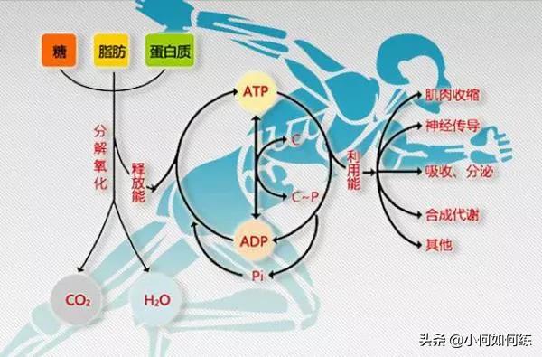 杀手耗,跑步半小时以上才能消耗脂肪吗？