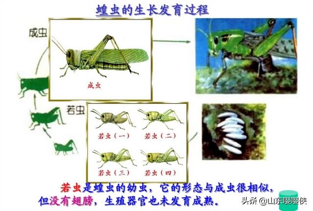 黄色歇后语,蚂蚱秋后变色是要结束生命了吗？