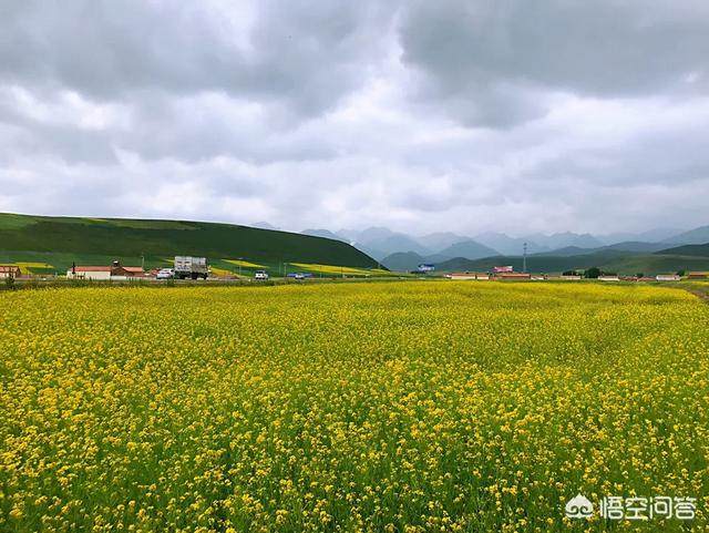 热贡唐卡,自驾青海湖和茶卡有没有建议？