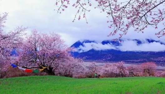 林芝地区,林芝市是怎样的一座城市？