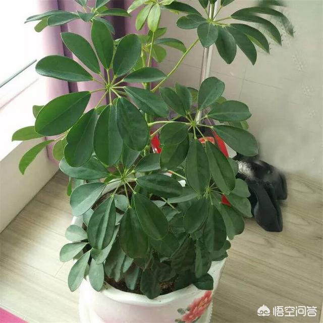 鸭掌木是招财树吗,鸭木掌有毒吗？如何养殖？