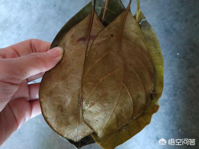 石门土鸡,湛江有什么值得推荐的美食？