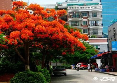 厦门属于,厦门的市花和市树分别是什么？