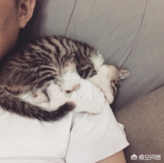 小猫的品相由谁决定,猫的性格和品种有关系吗？