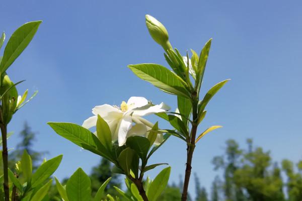 薰衣草花语和寓意,栀子花的花语和寓意是什么？