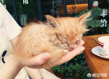 什么猫不掉毛,哪种猫爱干净、不掉毛还好养活？