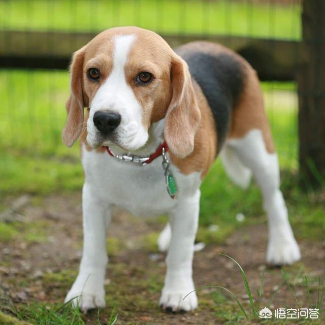 比格犬好养吗,比格犬可以养吗？怎么养比较好？