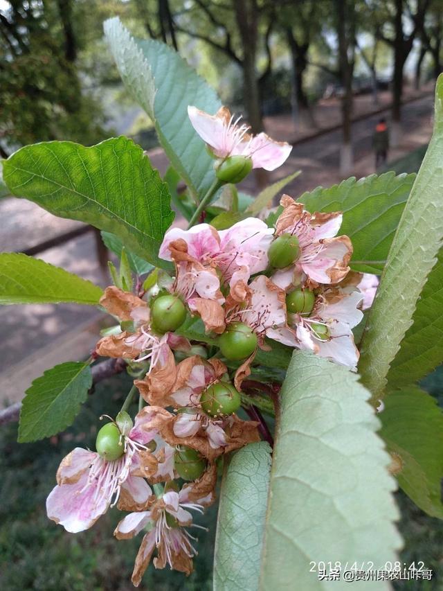 车厘子什么时候开花结果,车厘子什么时候才能开花结果？