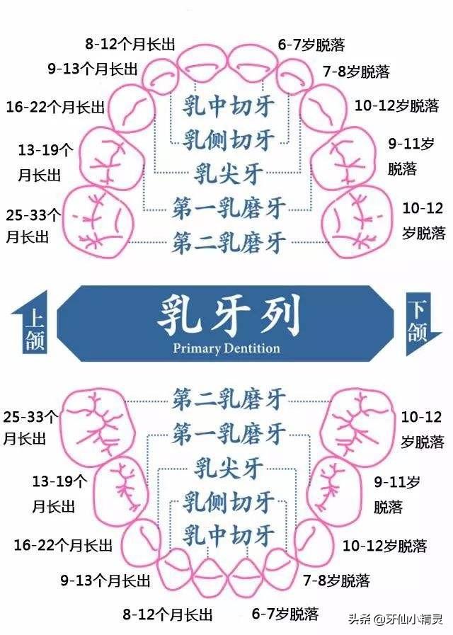 六龄齿几岁长,小宝宝牙齿需要做窝沟封闭吗？