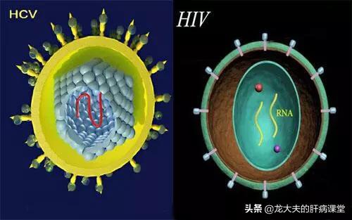 艾滋病英文缩写,艾滋病與性病有什麽區別？