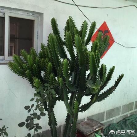 花龙戏凤,在农村，家里种植龙骨花怎么样？