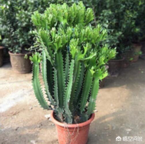 花龙戏凤,在农村，家里种植龙骨花怎么样？