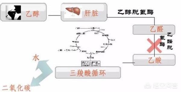 乙醇脱氢酶和乙醛脱氢酶,喝了酒就拉肚子是酒精过敏吗？