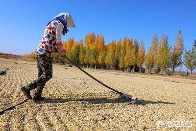 葵花籽怎么种植方法,怎样种一籽多仁的向日葵？