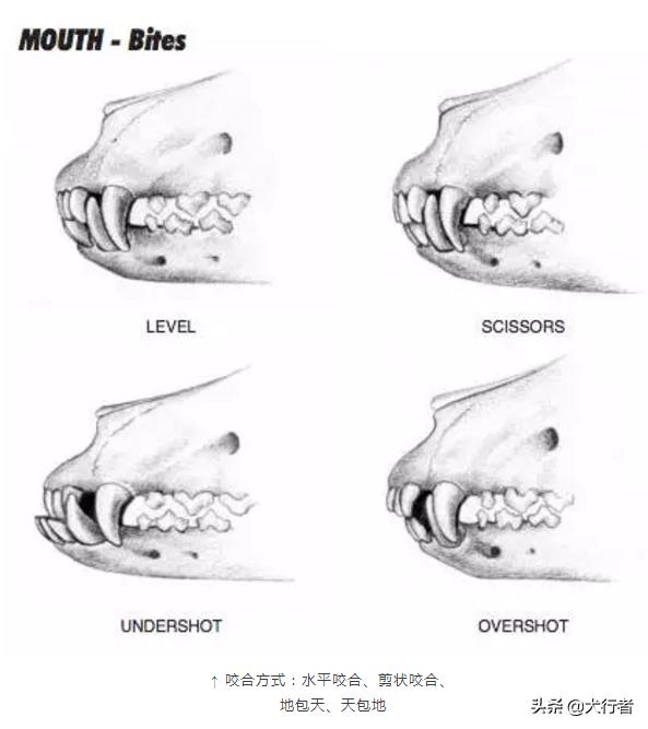 罗威纳犬的优点和缺点,防暴犬罗威纳的缺点有哪些？