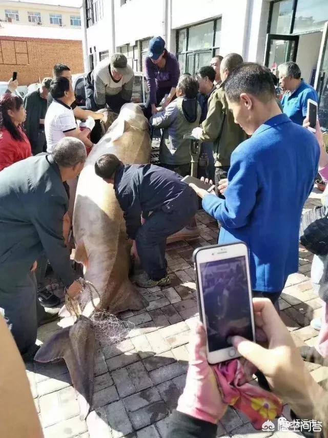 鳇鱼,过千斤的鲟鳇鱼能值多少钱？