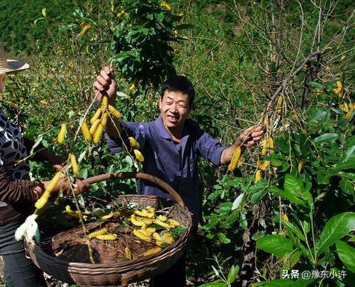 蚕蛹价格,今年秋柞蚕的价格趋势是怎样的？