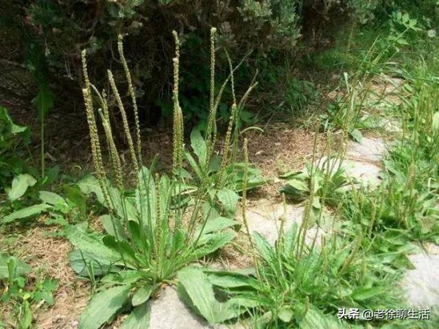 车菊草,农村常见的车前草有哪几种？