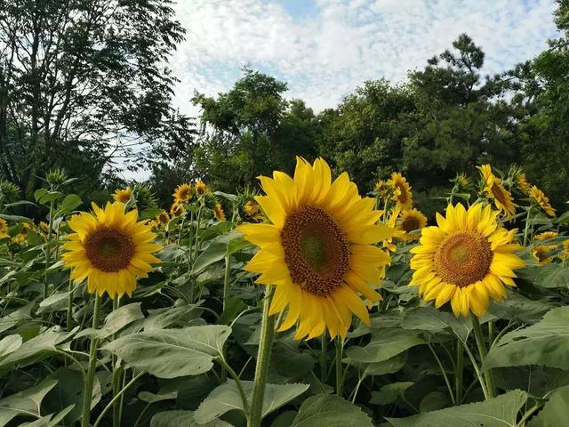 向日葵的资料,奥森公园向日葵展什么时候开始？