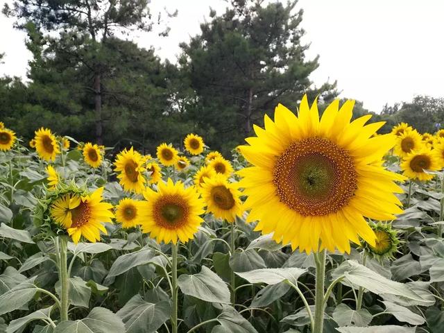 向日葵的资料,奥森公园向日葵展什么时候开始？