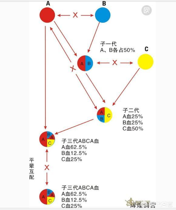 白鸽怎么画,好的鸽子怎么养可以多发挥几代？