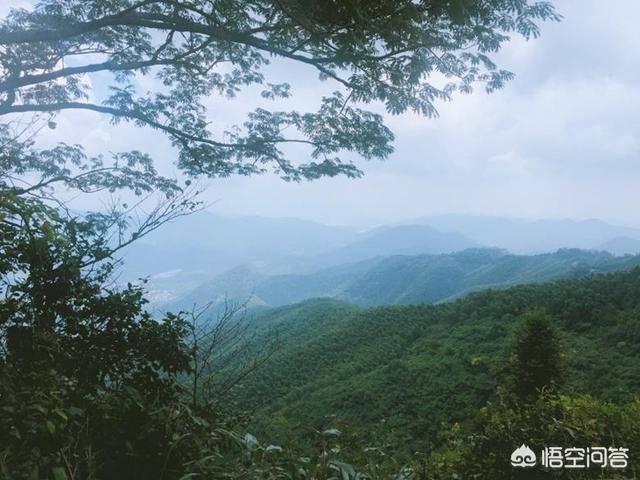 莫干山景区,湖州的莫干山景区怎么样？