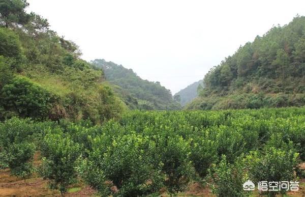 绿色食品创业,种植前景好的蔬菜有哪些？