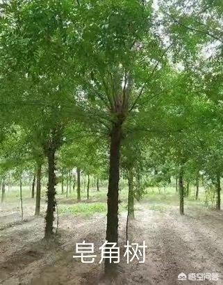 树莓创业,水果行业利润到底有多高？