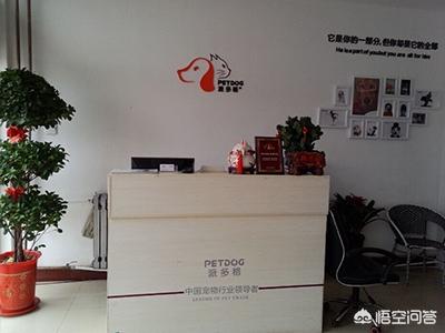 syb宠物店创业计划书,创业之初怎么开好一家宠物店？