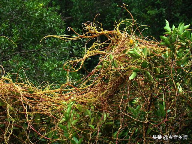 创业茶园,茶园内的莬丝子怎样除掉？