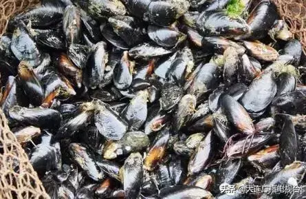 为什么禁止食用海虹（大连有人吃海虹中毒）