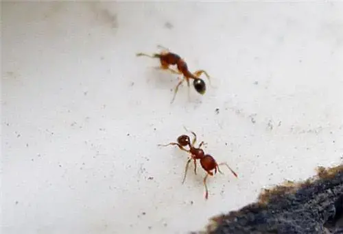 蚂蚁的生活环境（家里有很多蚂蚁怎么办）