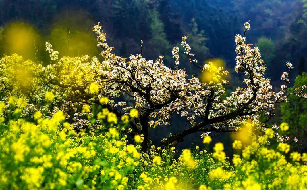 清明节诗词（10首清明诗词）