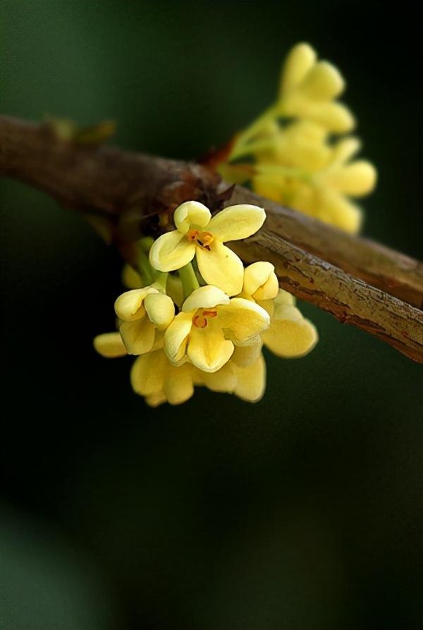 桂花诗句（独占三秋压众芳）