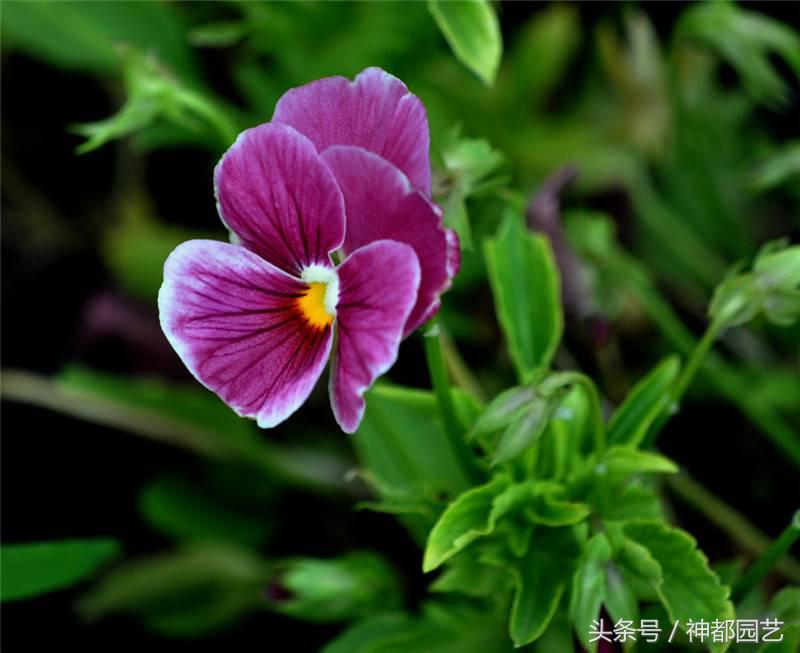 蝴蝶花吉他谱（蝴蝶花最大的特点）