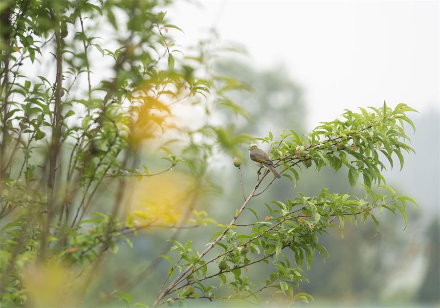 夏天的雨